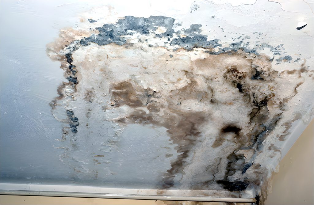 Mold Growth Issues